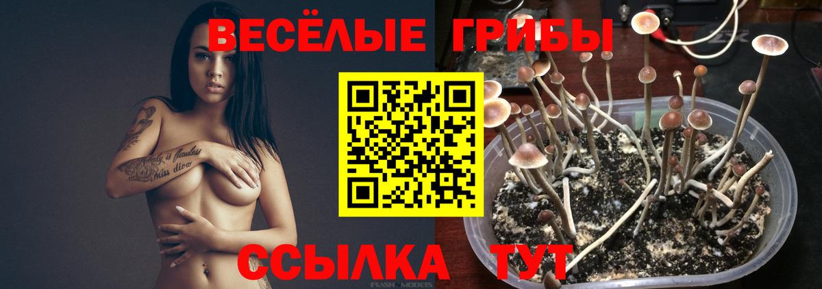 Галлюциногенные грибы прущие грибы Грозный